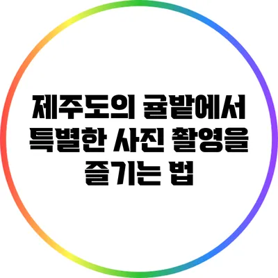 제주도의 귤밭에서 특별한 사진 촬영을 즐기는 법
