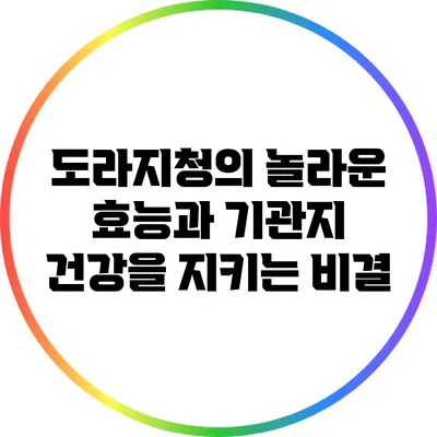 도라지청의 놀라운 효능과 기관지 건강을 지키는 비결
