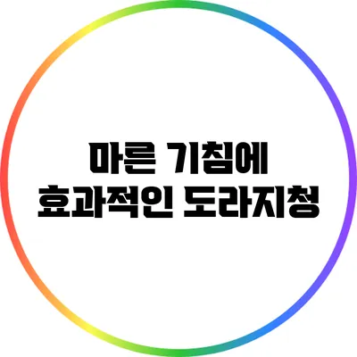 마른 기침에 효과적인 도라지청